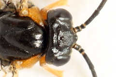 Pristiphora conjugata