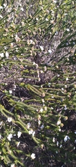 Adenandra obtusata
