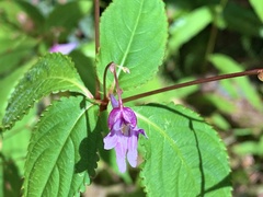Impatiens devolii