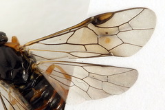 Pristiphora conjugata
