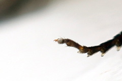 Pristiphora conjugata