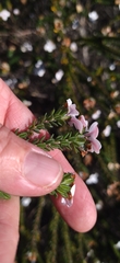 Adenandra obtusata