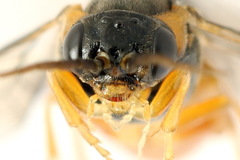 Pristiphora conjugata