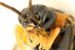 Pristiphora conjugata