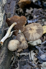 Psathyrella spintrigeroides
