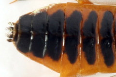 Pristiphora conjugata