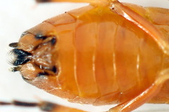 Pristiphora conjugata