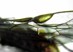 Pristiphora conjugata