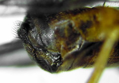 Pristiphora conjugata