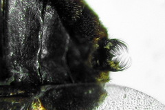 Pristiphora conjugata