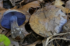Cortinarius subsolitarius