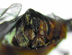Pristiphora conjugata