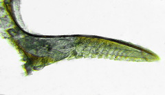Pristiphora conjugata
