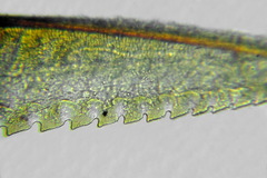 Pristiphora conjugata