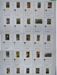 Cliffortia ericifolia