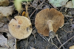 Inocybe dulciolens