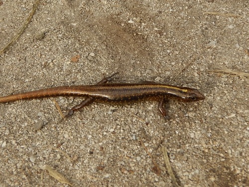 Moth Skink