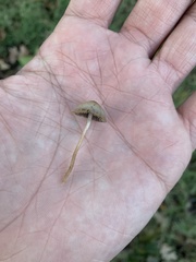 Panaeolus foenisecii