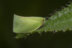 Phyllyphanta declivis