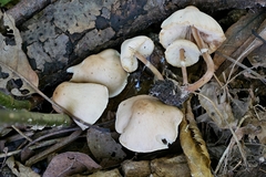 Lepiota neophana