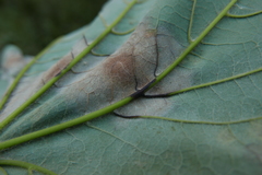 Verticillium