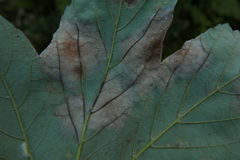 Verticillium