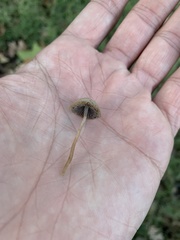 Panaeolus foenisecii