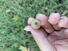Panaeolus foenisecii