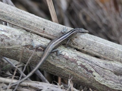 Emoia cyanura