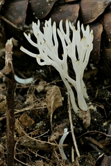 Clavariineae
