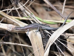 Emoia cyanura