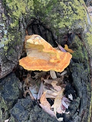 Laetiporus gilbertsonii