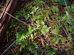 Homalothecium megaptilum