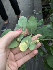 Diplolepis variabilis