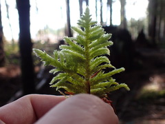 Homalothecium megaptilum