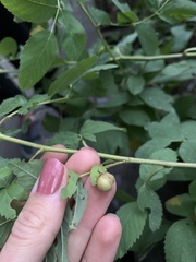 Diplolepis variabilis