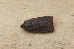 Conistra ligula