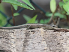 Emoia cyanura