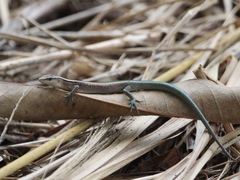Emoia cyanura