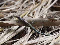 Emoia cyanura