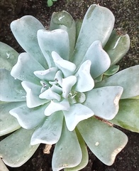 Echeveria runyonii