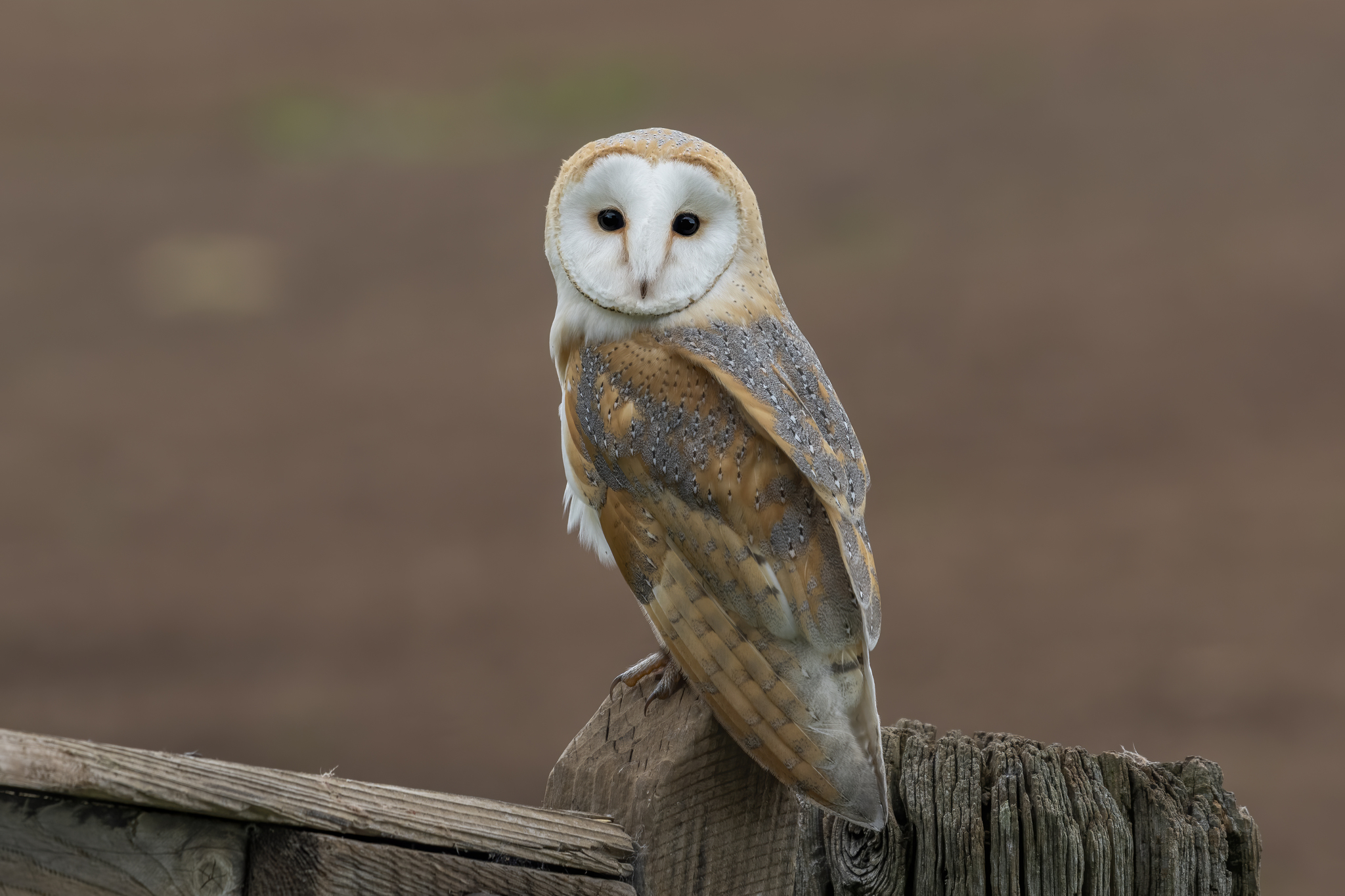 Barn Owl (Tyto alba) · iNaturalist