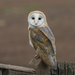 Barn Owl - Photo (c) caroline legg, some rights reserved (CC BY)