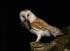 Barn Owl photo 6