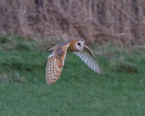 Western Barn Owl