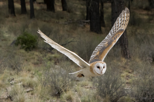 Western Barn Owl
