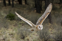 Barn Owl photo 3