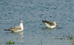 Chroicocephalus cirrocephalus