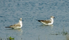 Chroicocephalus cirrocephalus