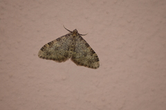 Nebula ibericata